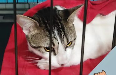 Clínica Veterinaria Vicchio