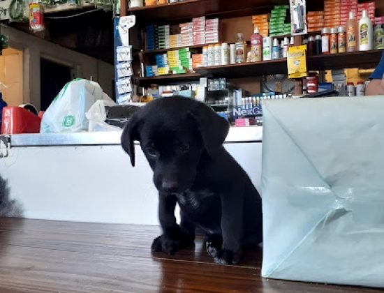 Veterinaria La Cruz (Curva)