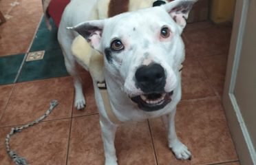 Veterinaria La Diligencia