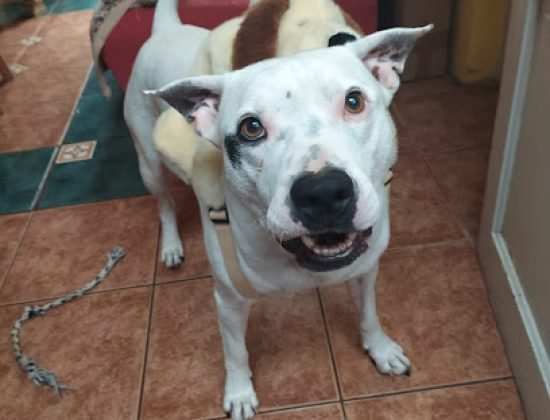 Veterinaria La Diligencia