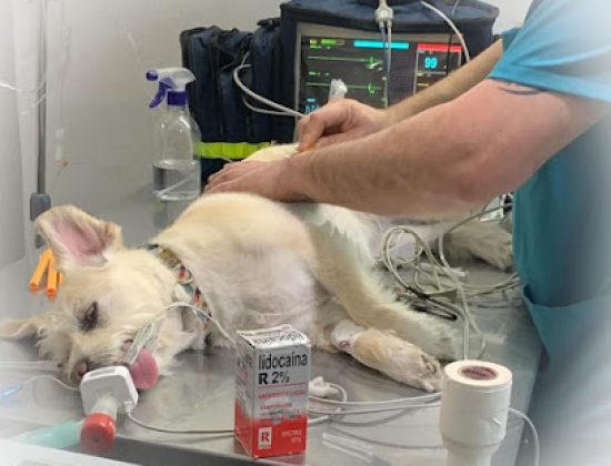 Veterinaria De La Costa