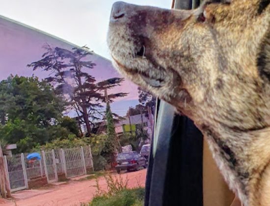 Hospital Veterinario de la Costa