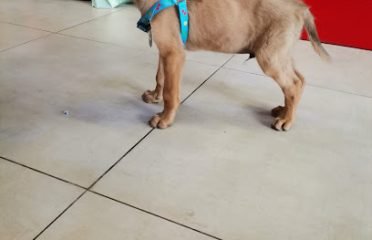 Few Fleas Veterinary Clinic