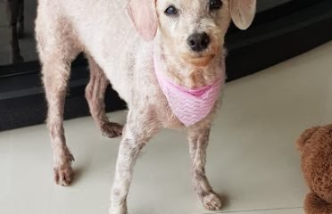 Clínica Veterinaria Pocitos