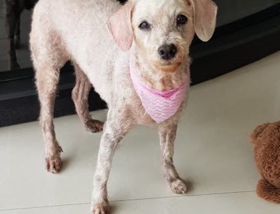 Clínica Veterinaria Pocitos