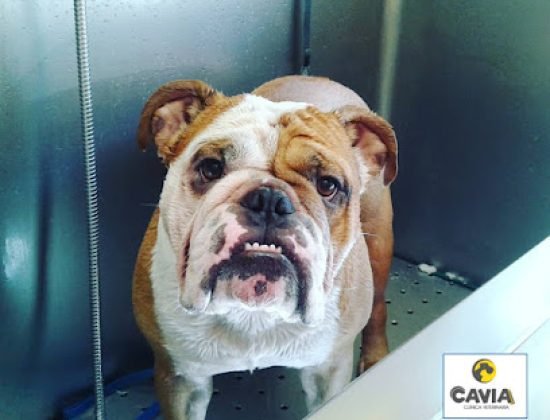 Veterinaria Cavia