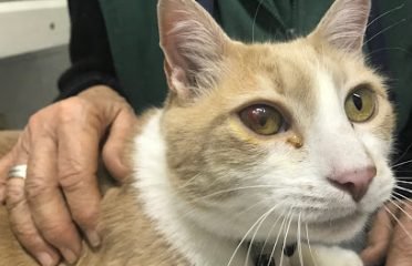 Veterinaria Salud Animal