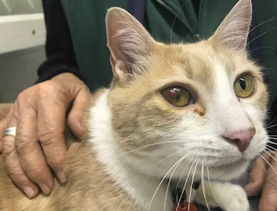 Veterinaria Salud Animal