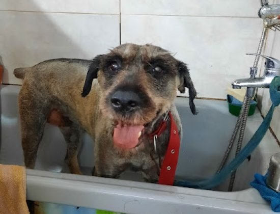 Veterinaria Santa Clara