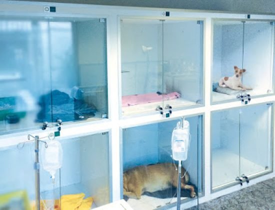 VEA (Veterinarios en Acción) / URGENCIAS