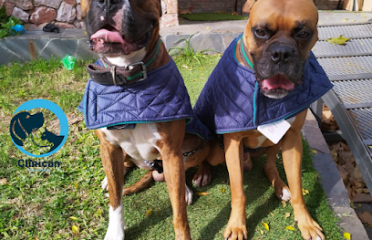 Veterinaria Clinican