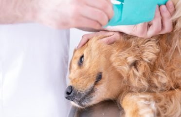 Veterinaria Jaguareté