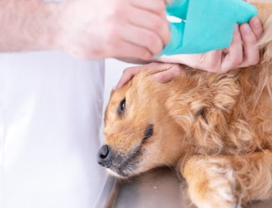 Veterinaria Jaguareté