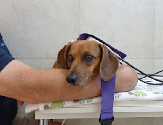 REHAFIVET (Rehabilitación Física Veterinaria)