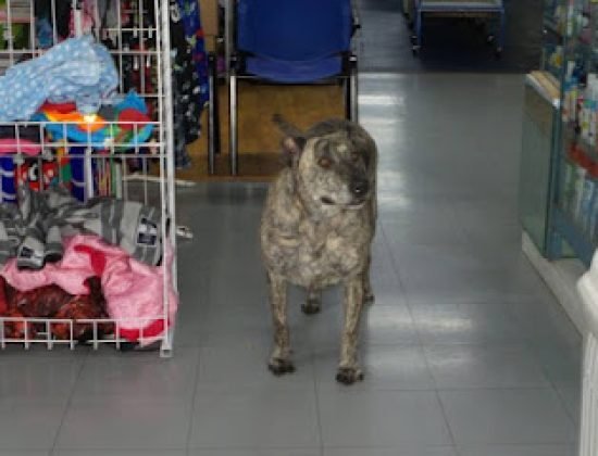 Veterinaria Pet Planet