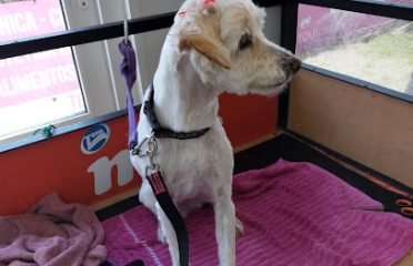 Veterinaria Animal Vet