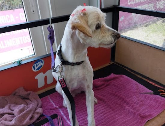 Veterinaria Animal Vet