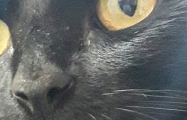 Veterinaria La Petit Vét