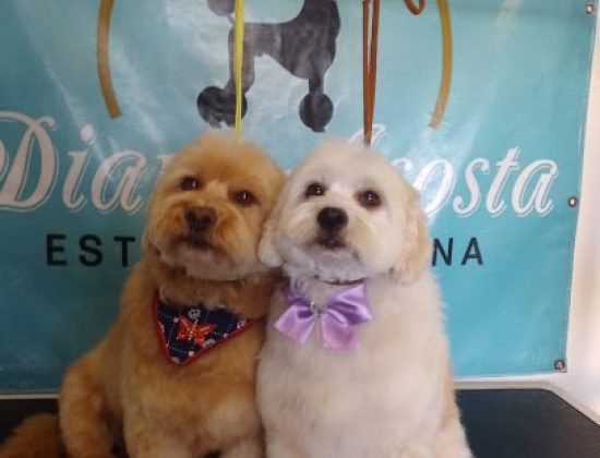 Diane Acosta Estética Canina