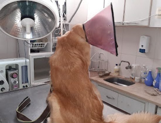 Veterinaria Del Litoral