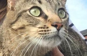 Veterinaria Biarritz