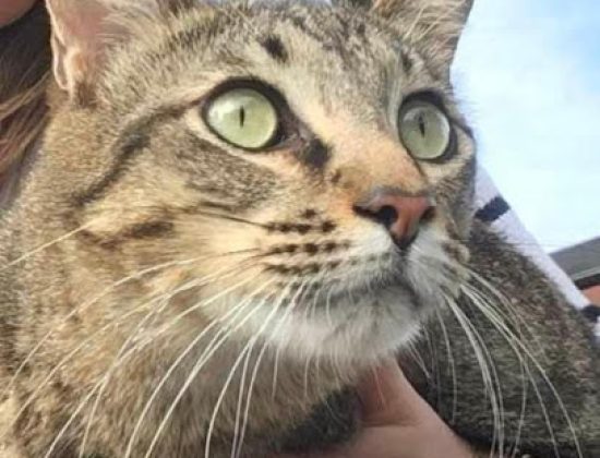 Veterinaria Biarritz