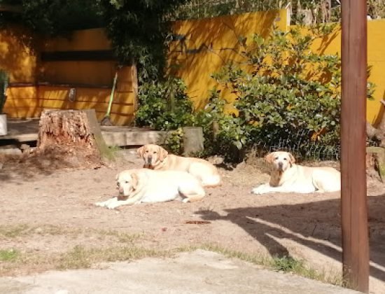 Veterinaria Real de Azúa