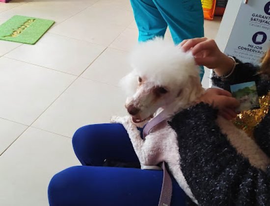 Artemisa Veterinaria