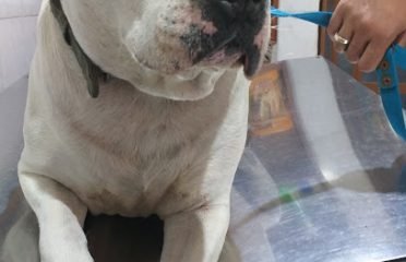 Veterinaria “El Rodeo”