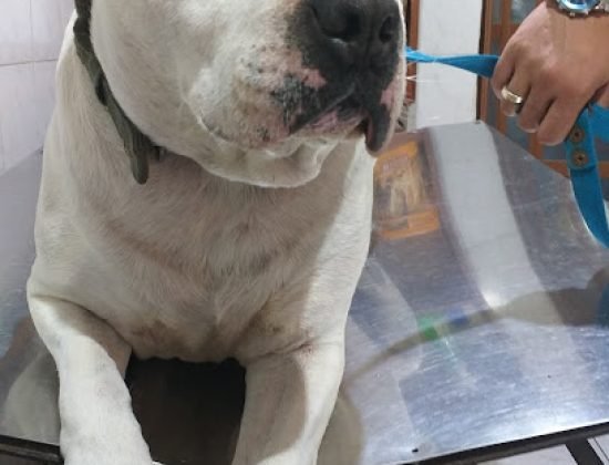 Veterinaria “El Rodeo”