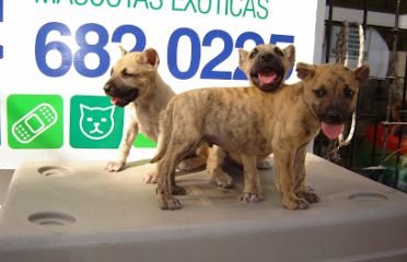 Guarderia, Veterinaria Arambillete dos Santos