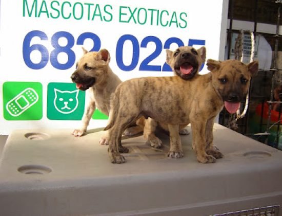 Guarderia, Veterinaria Arambillete dos Santos