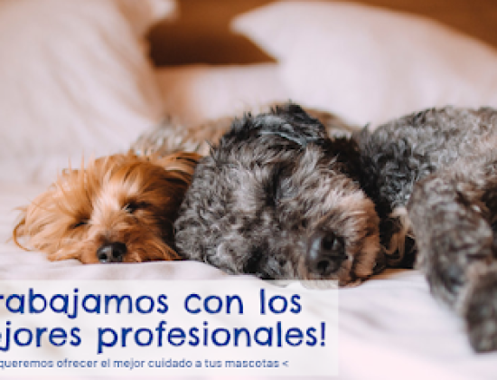 Veterinaria Santa Monica