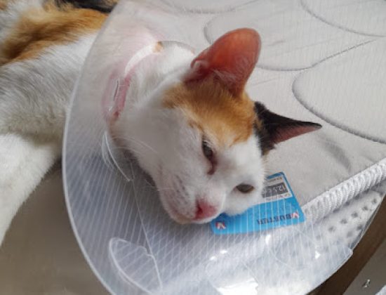 Between Cats and Dogs