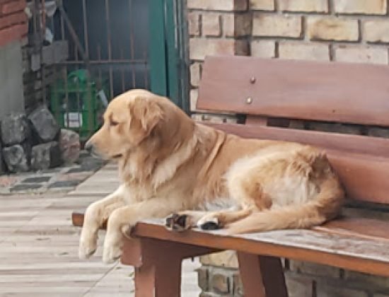 Veterinaria Candelaria