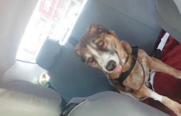 Radiología Veterinaria