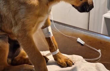 Veterinaria Villagrán