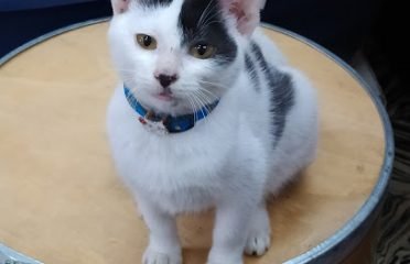 Veterinaria De la Plaza