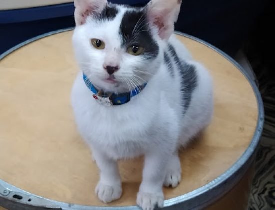 Veterinaria De la Plaza