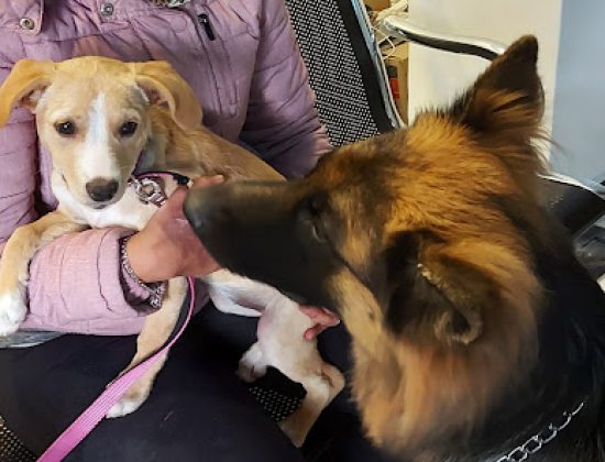 Peluquería il barbiere