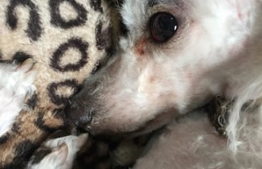 Veterinaria La Cruz (Unión)