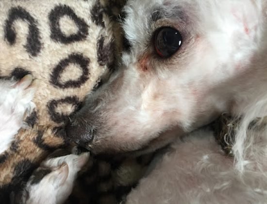 Veterinaria La Cruz (Unión)