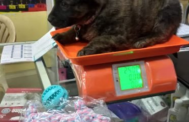 Veterinaria Valkiria