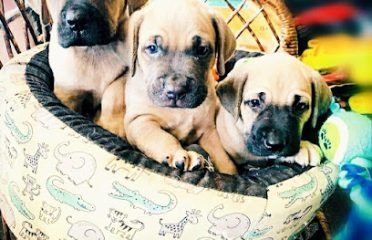 Clínica Veterinaria Zoolymar