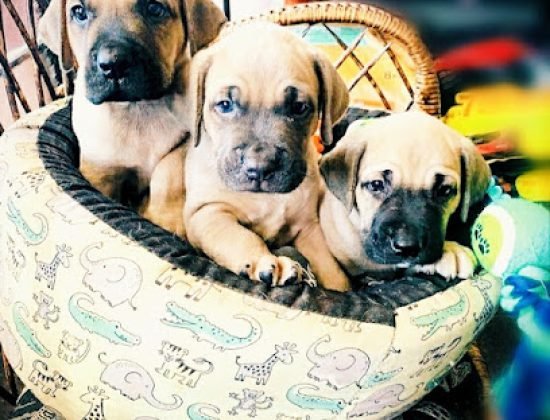 Clínica Veterinaria Zoolymar