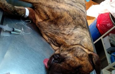 Veterinaria Curupaytí