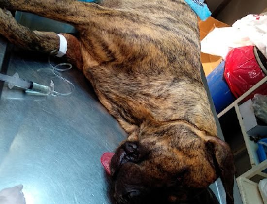 Veterinaria Curupaytí