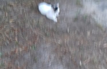 Veterinaria Appaloosa