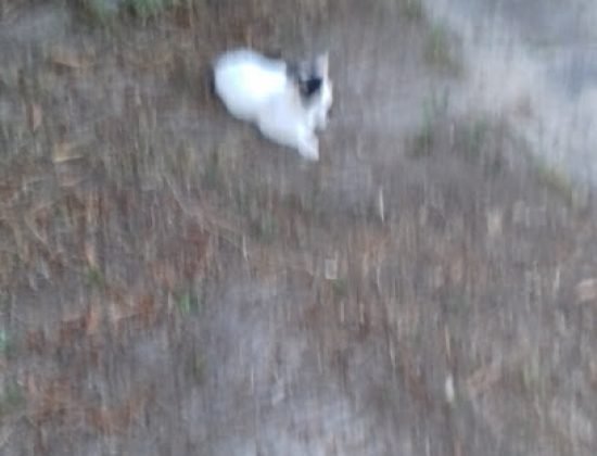 Veterinaria Appaloosa