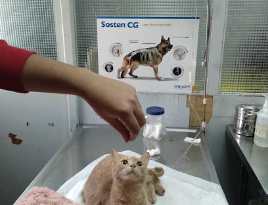 Veterinary St. Lucia